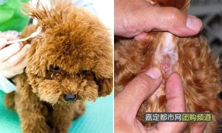 仅15元,享原价40元的嘉蓓宠物洗澡套餐:狗狗洗澡+修指甲+挤肛门腺+拔