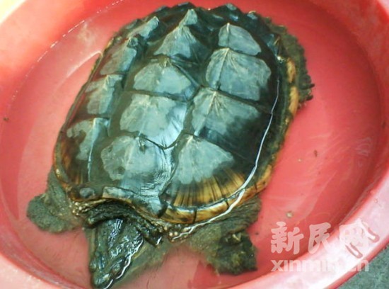 野生动物园专家在看了照片后表示,该物种为原产北美洲和中美洲的鳄龟_动物世界 野生动物园专家在看了照片后表示,该物种为原产北美洲和中美洲的鳄龟